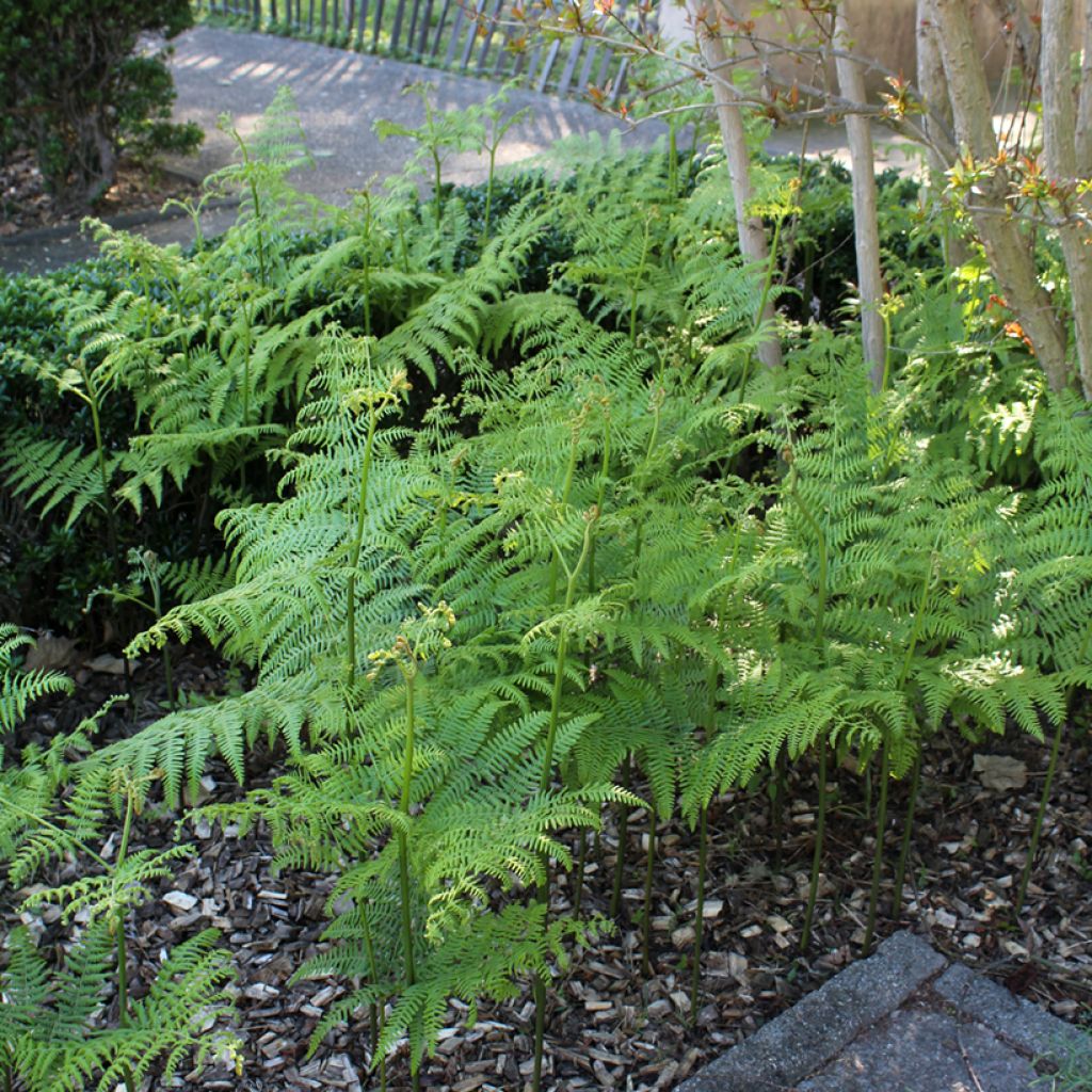 Dryopteris filix-mas - Felce maschio