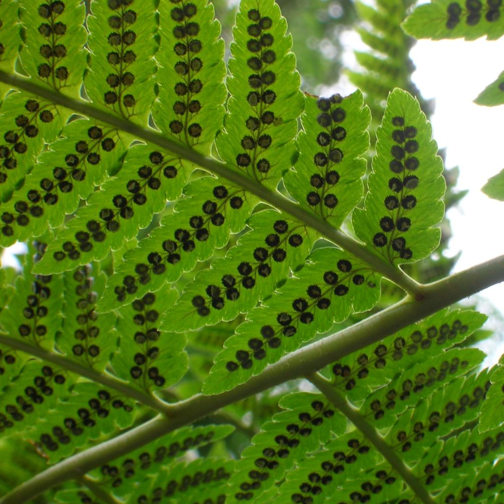 Fougère, Dryopteris goldieana