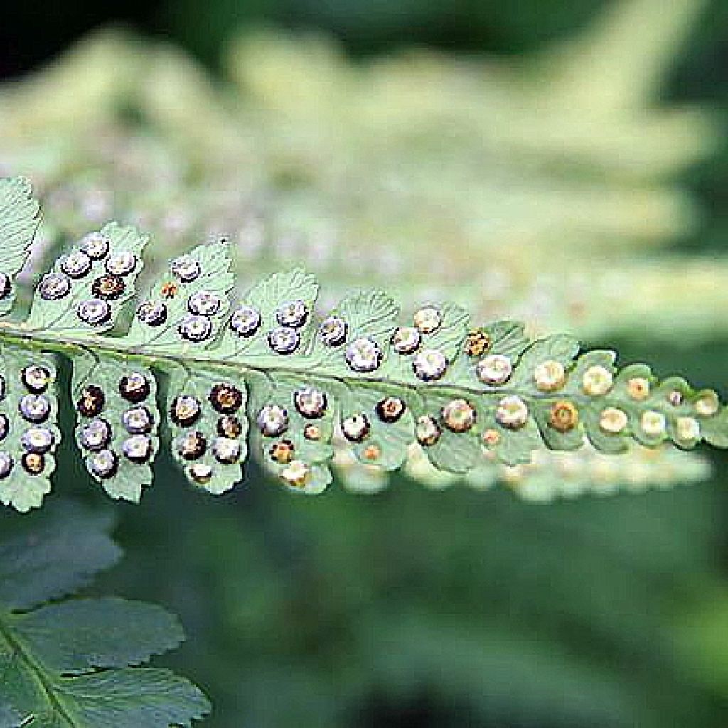 Dryopteris ludoviciana