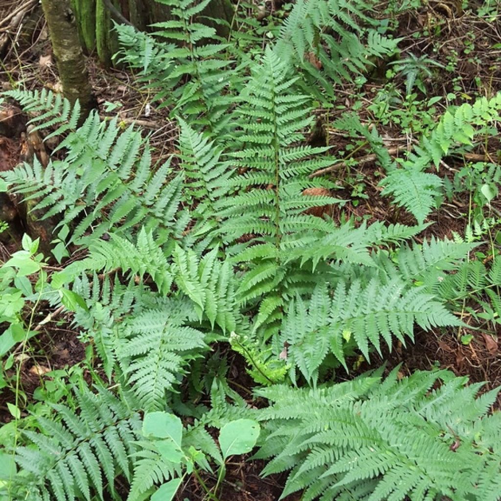 Dryopteris ludoviciana