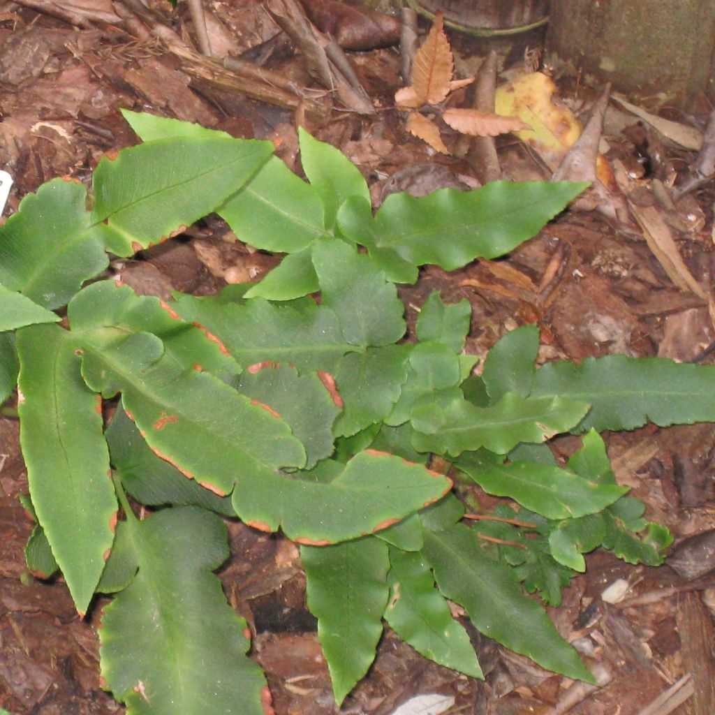 Fougère, Dryopteris sieboldii