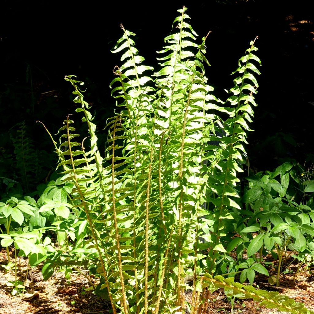 Dryopteris tokyoensis - Fougère