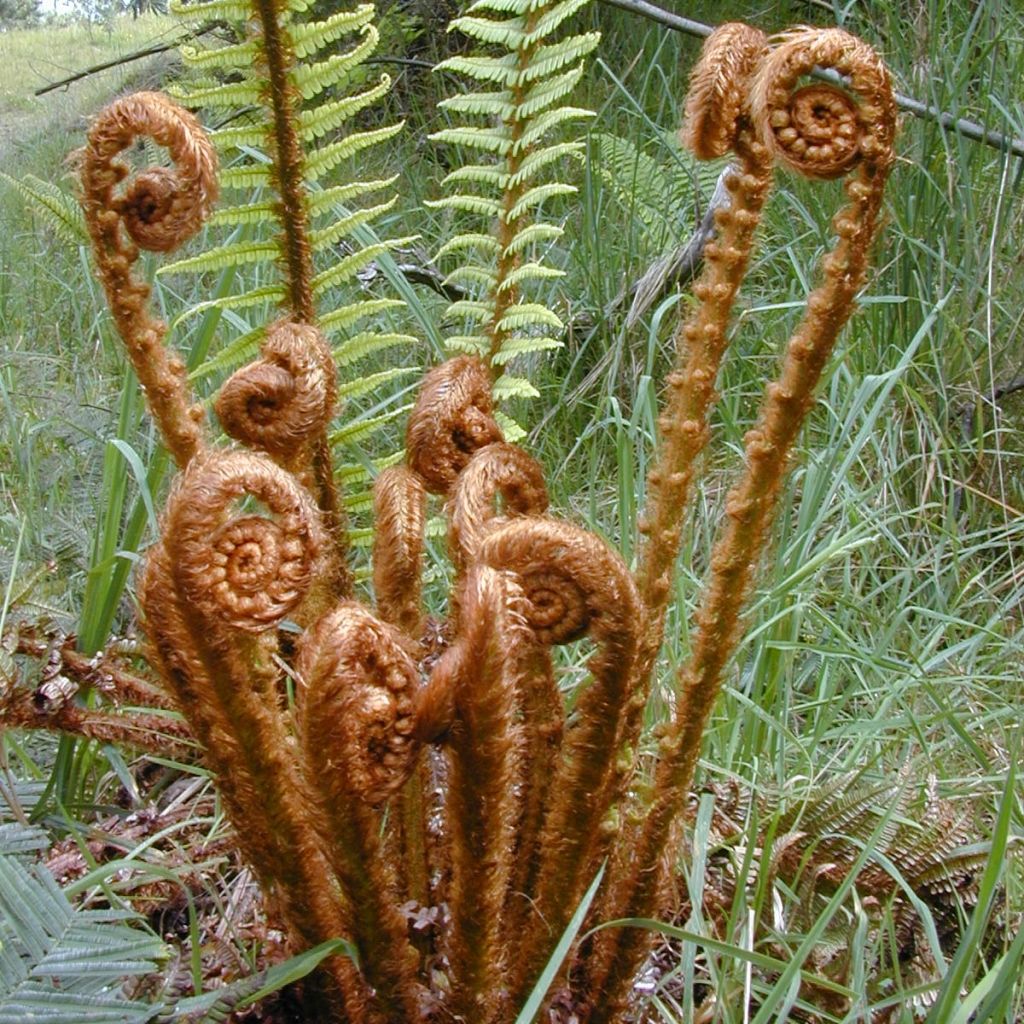 Dryopteris wallichiana