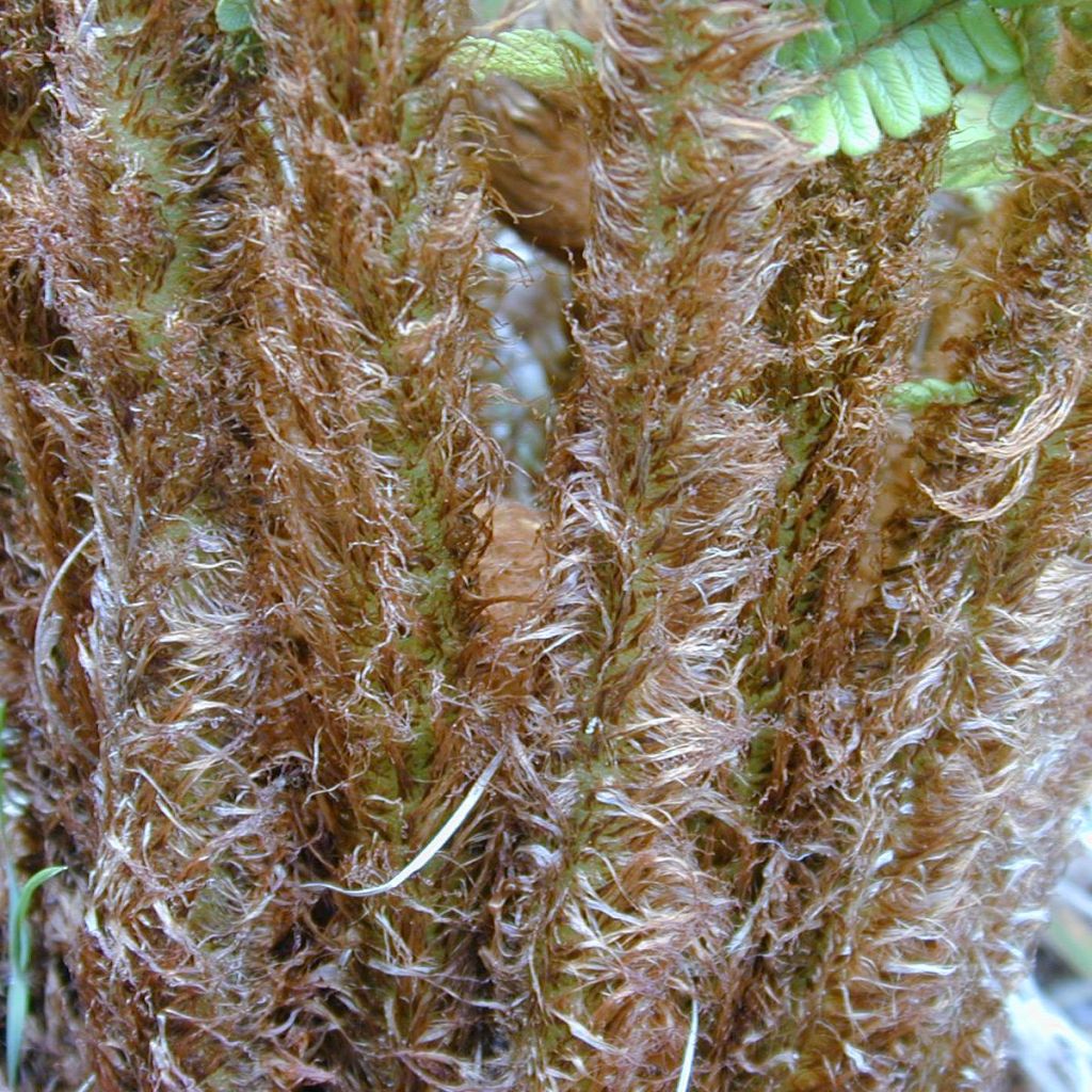 Dryopteris wallichiana