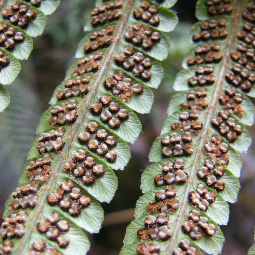 Dryopteris wallichiana