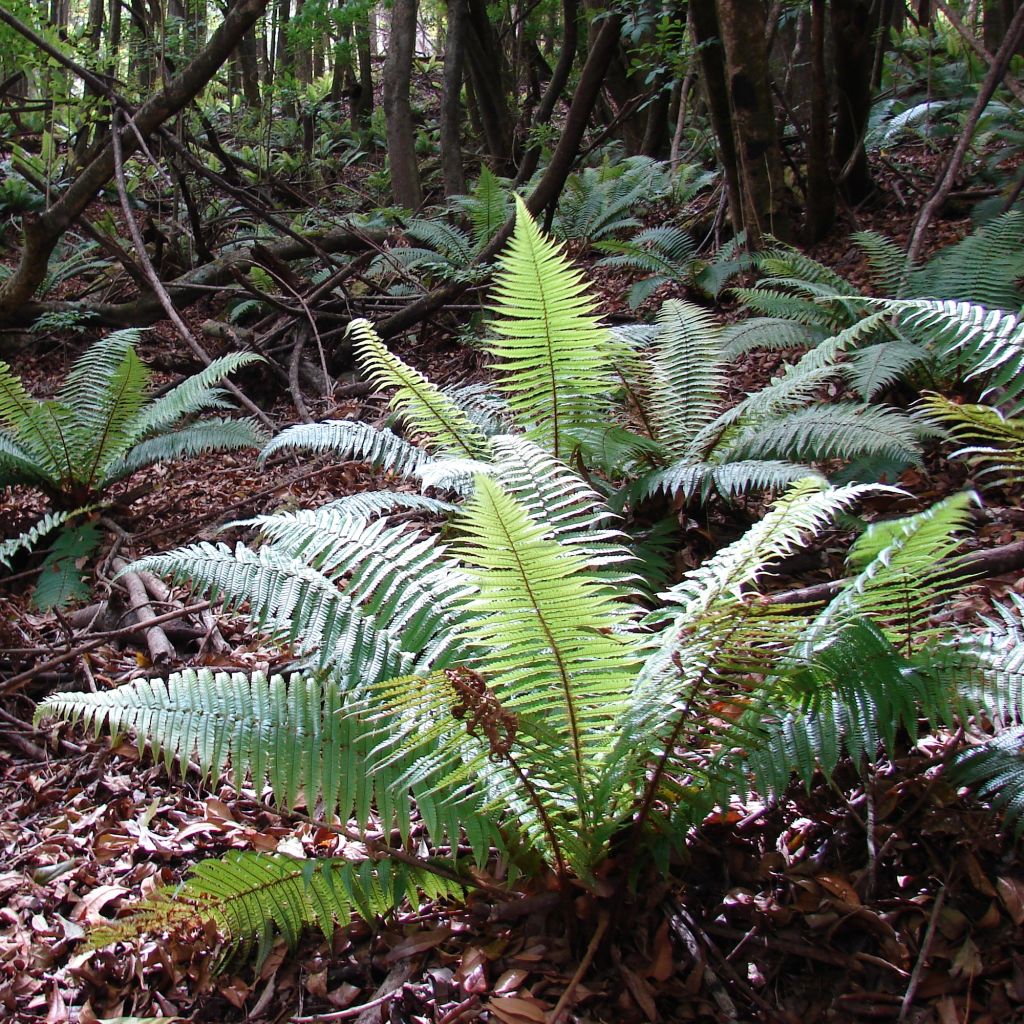 Dryopteris wallichiana