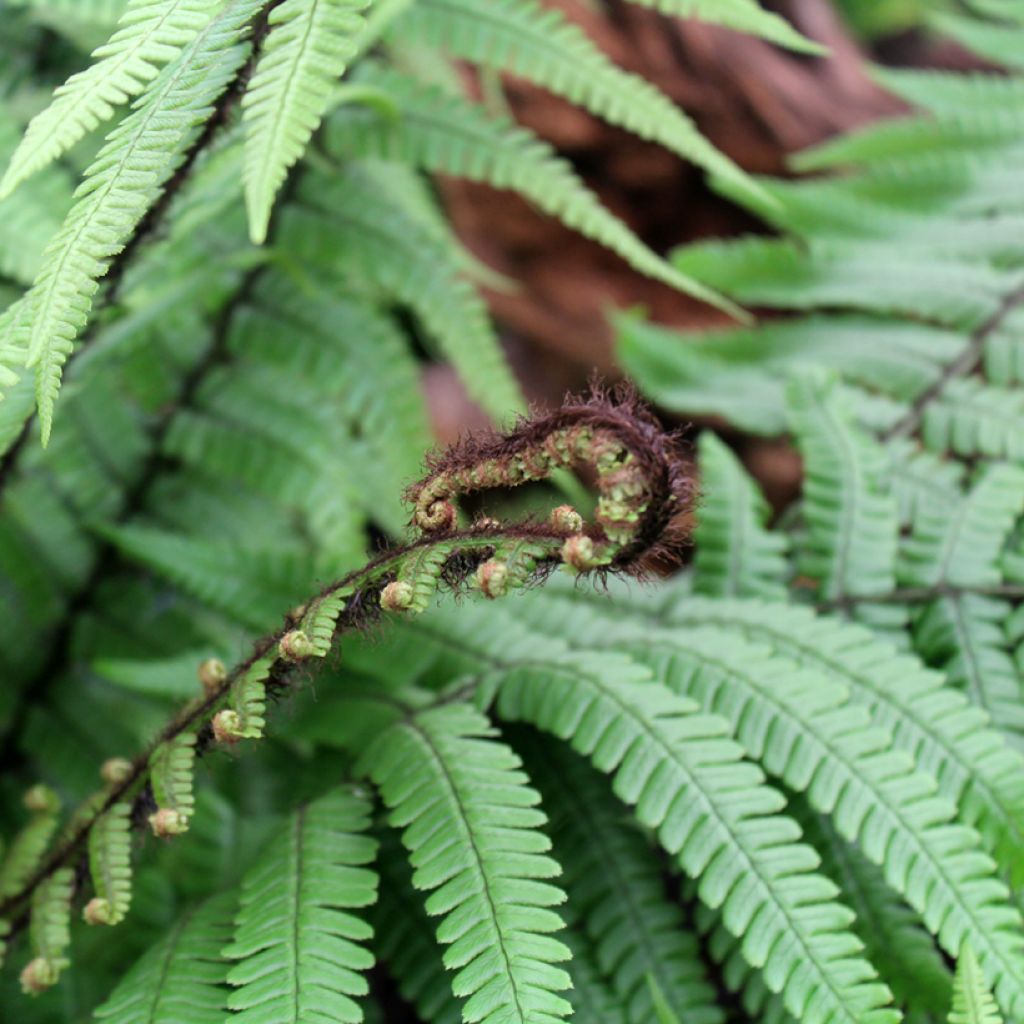 Dryopteris wallichiana