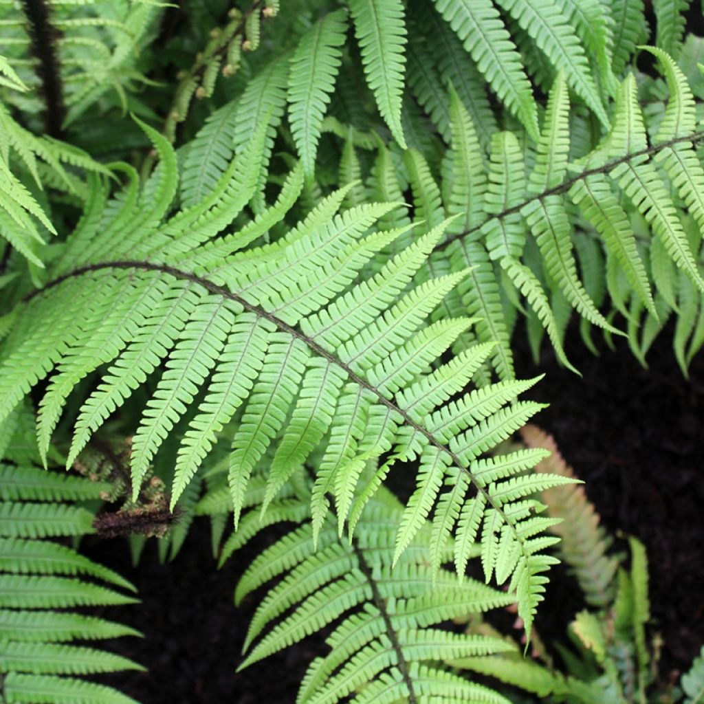 Dryopteris wallichiana