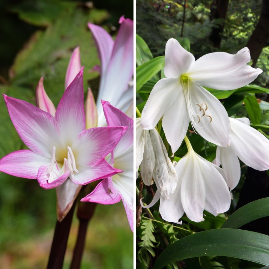 Duo di Amaryllis belladonna