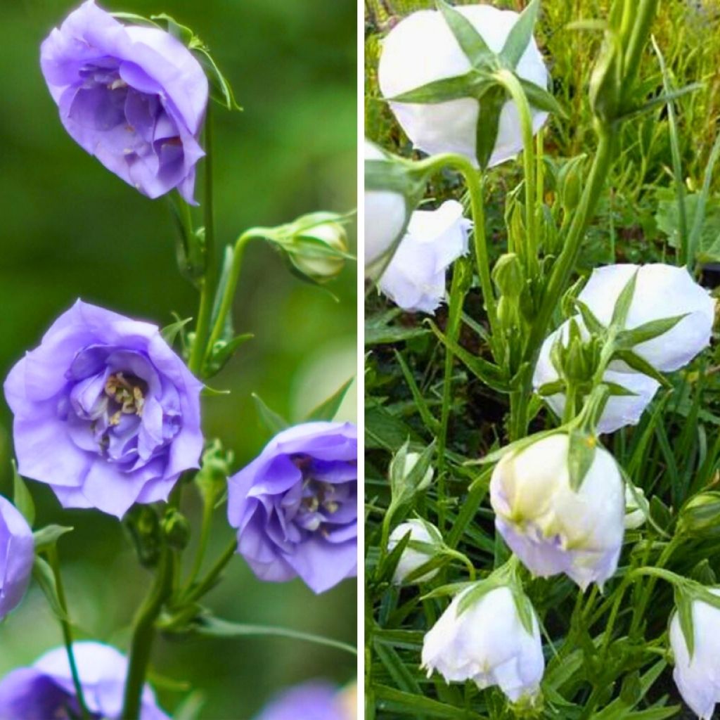 Duo di Campanule con foglie di Pesco a fiori doppi