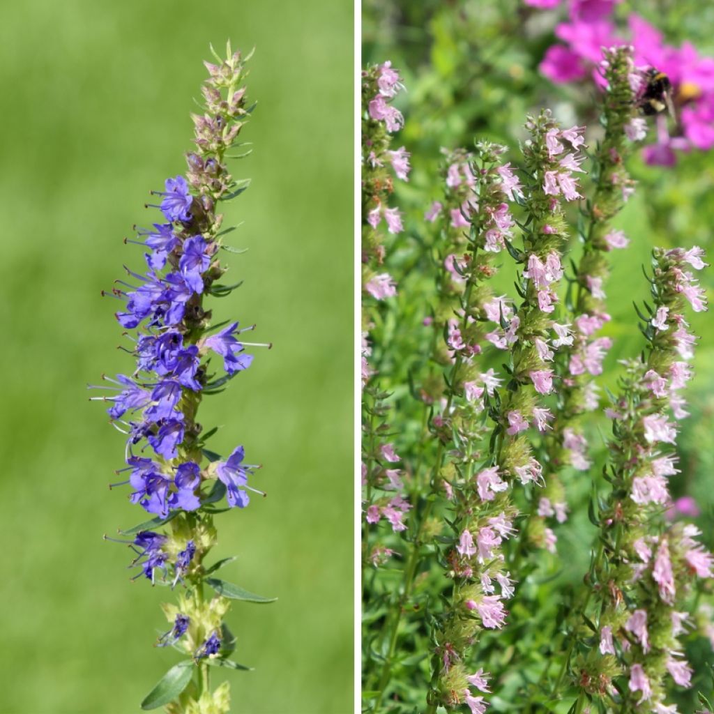 Duo di Ispopeti blu e rosa