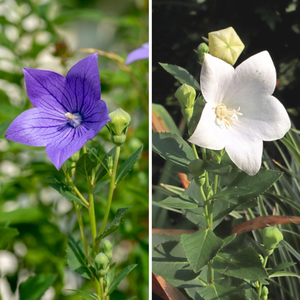 Duo Platycodon bianco e blu