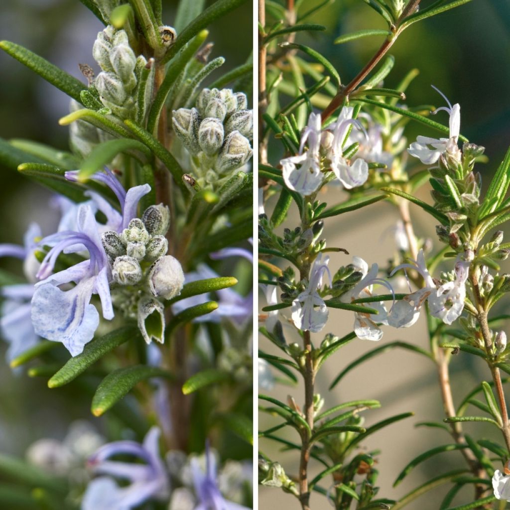 Duo Rosmarino blu e bianco