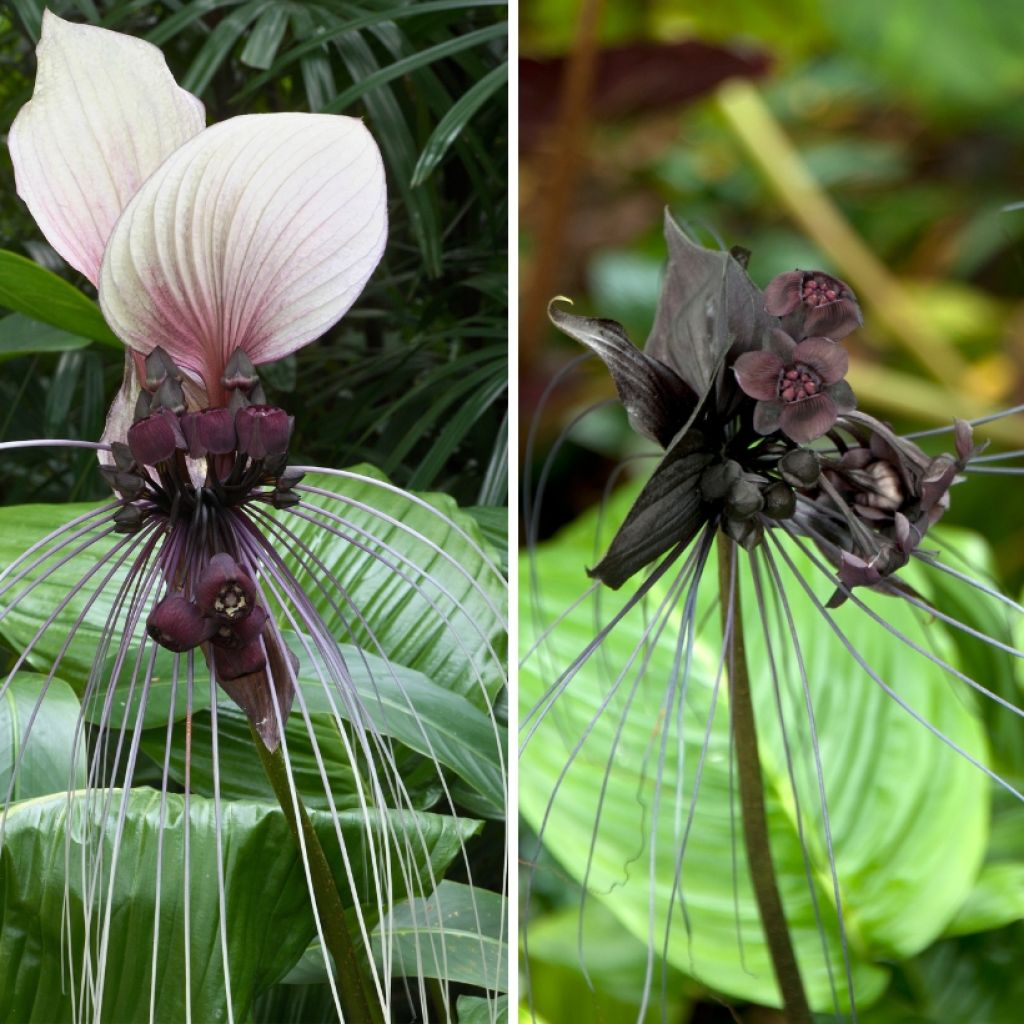 Duo Tacca - Fiori pipistrello