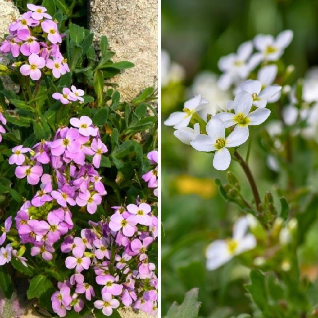 Duo Arabis caucasica rosa e bianco per scogliera