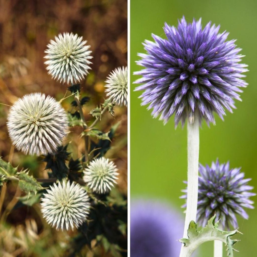 Cardo duo palle blu e bianche