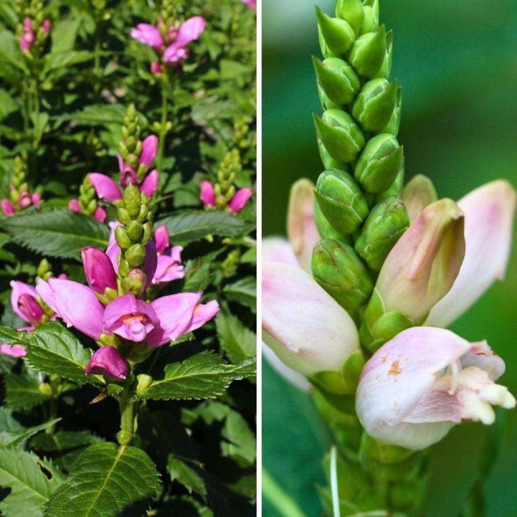 Chelone bianco e rosa