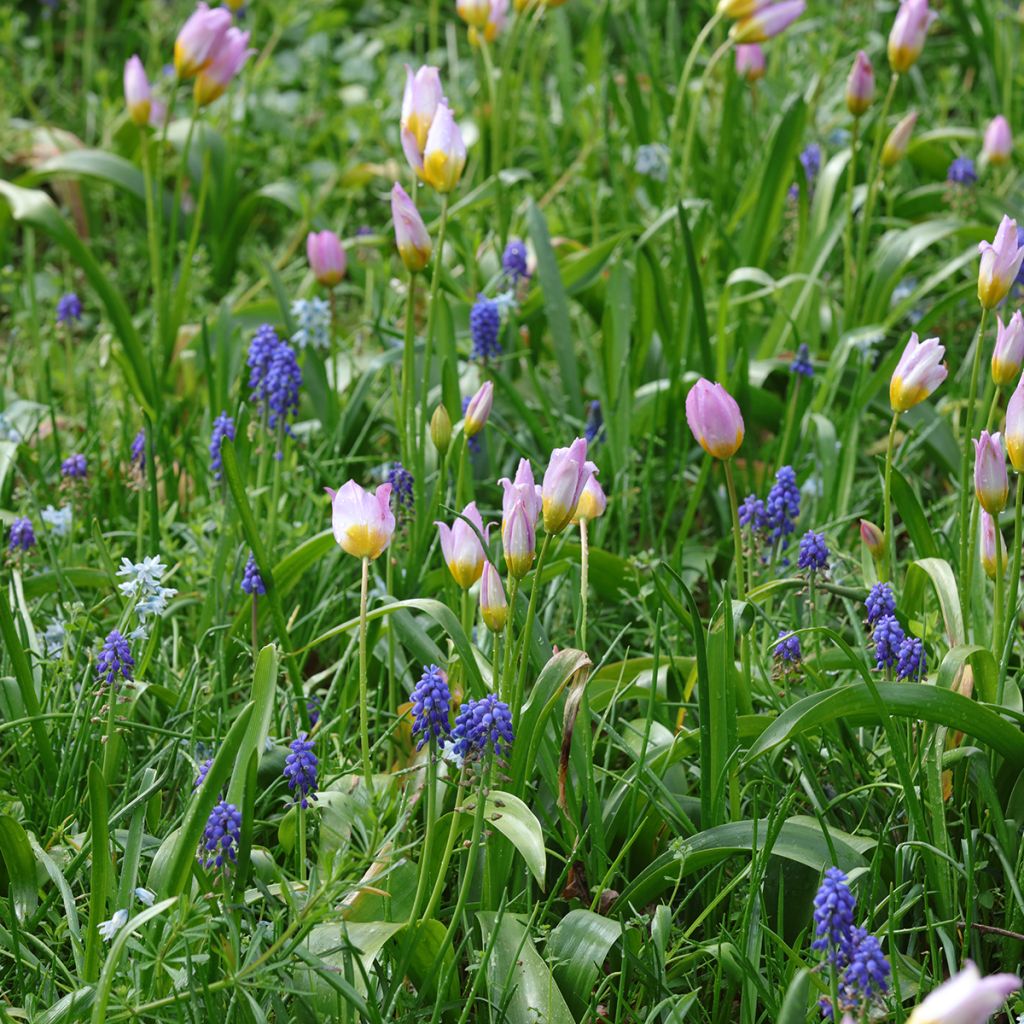 Duo Piccolo bulbo da naturalizzare per il sole rosa e blu