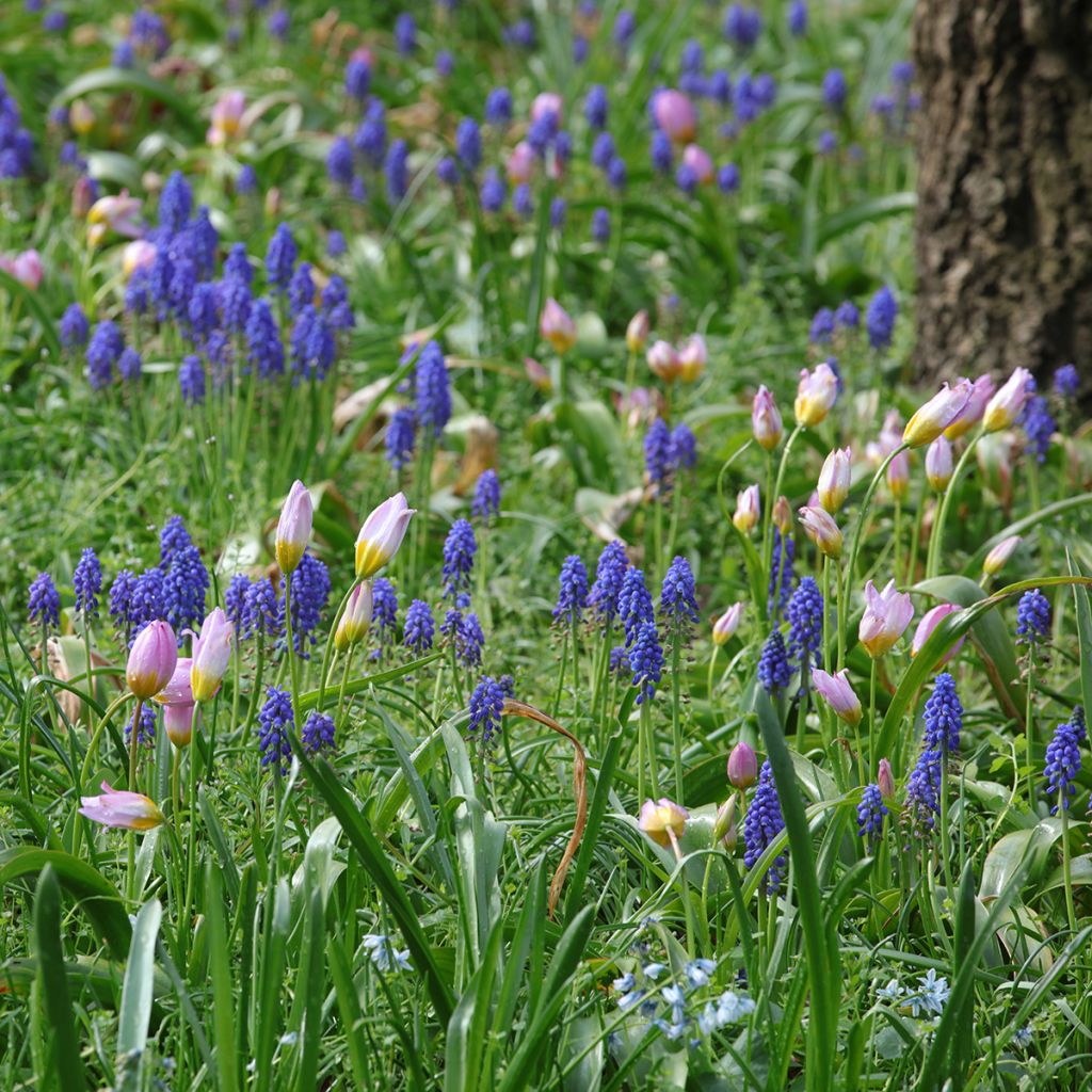 Duo Piccolo bulbo da naturalizzare per il sole rosa e blu