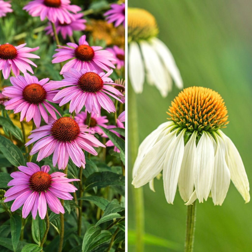 Duo di Echinacea a prezzo ridotto