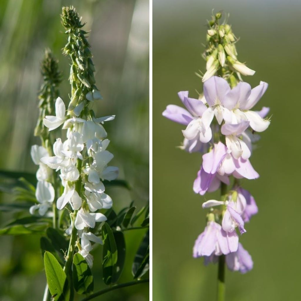 Duo Capraggine Blu e bianco