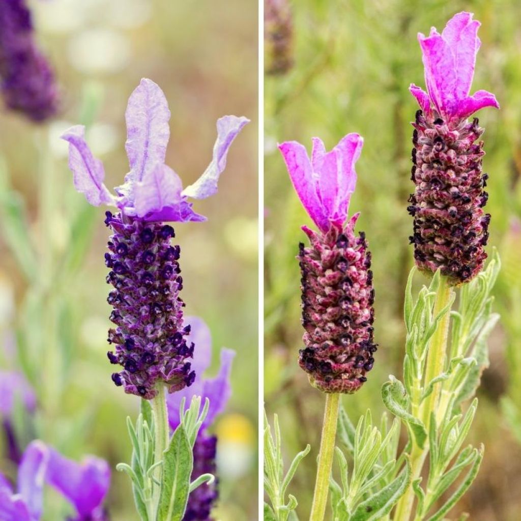 Duo Lavanda farfalle