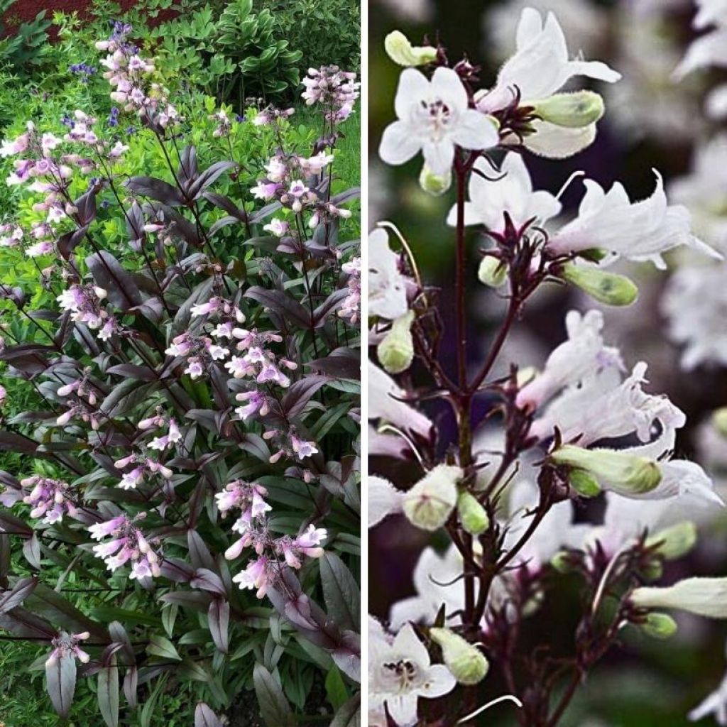 Duo di penstemon dal fogliame viola