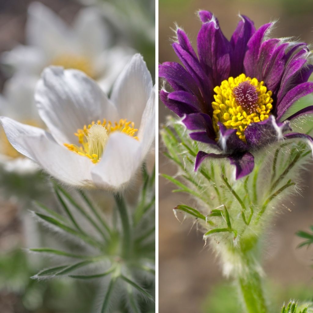 Duo di Pulsatilla