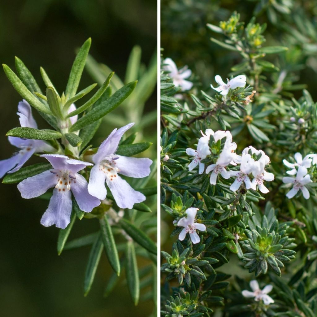 Duo di Westringie - Rosmarini dell'Australia per giardino roccioso mediterraneo