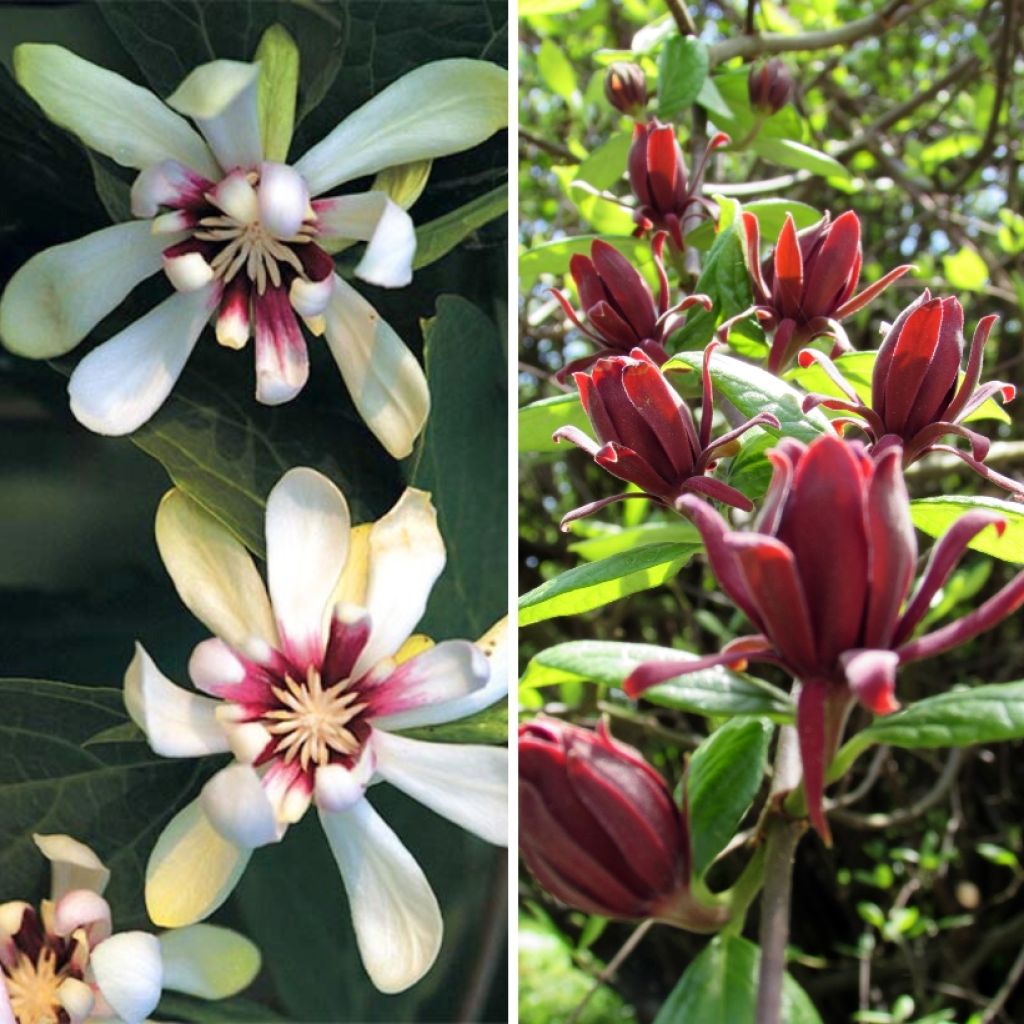 Duo Calycanthus - Albero con Anemoni