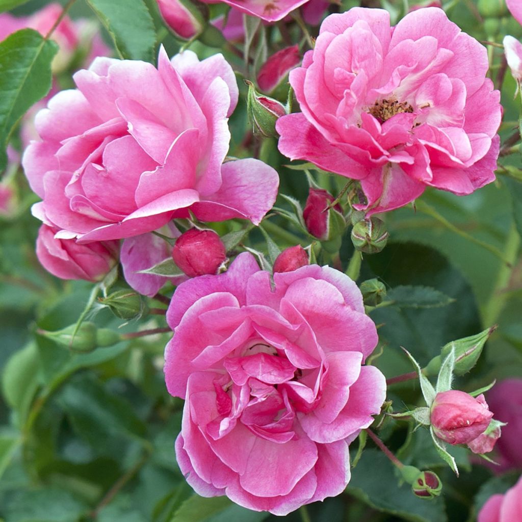 Rosa ad alberello Heidetraum (NOAtraum)