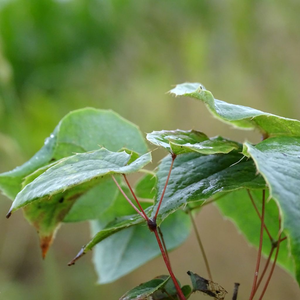 Epimedium brachyrrhizum - Fleur des Elfes