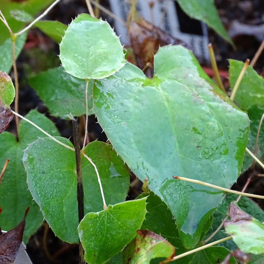 Epimedium rubrum Galadriel - Fleur des Elfes