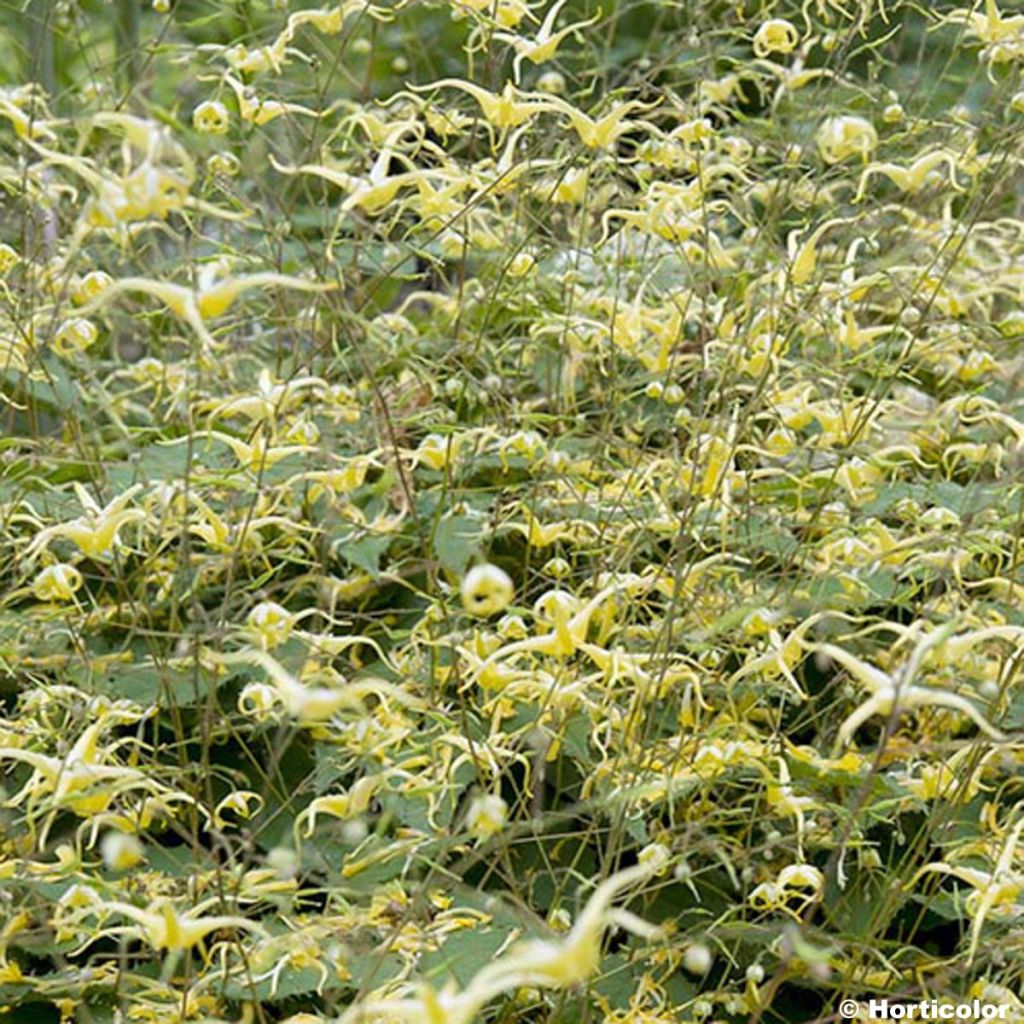 Epimedium rhizomatosum, Fleur des elfes