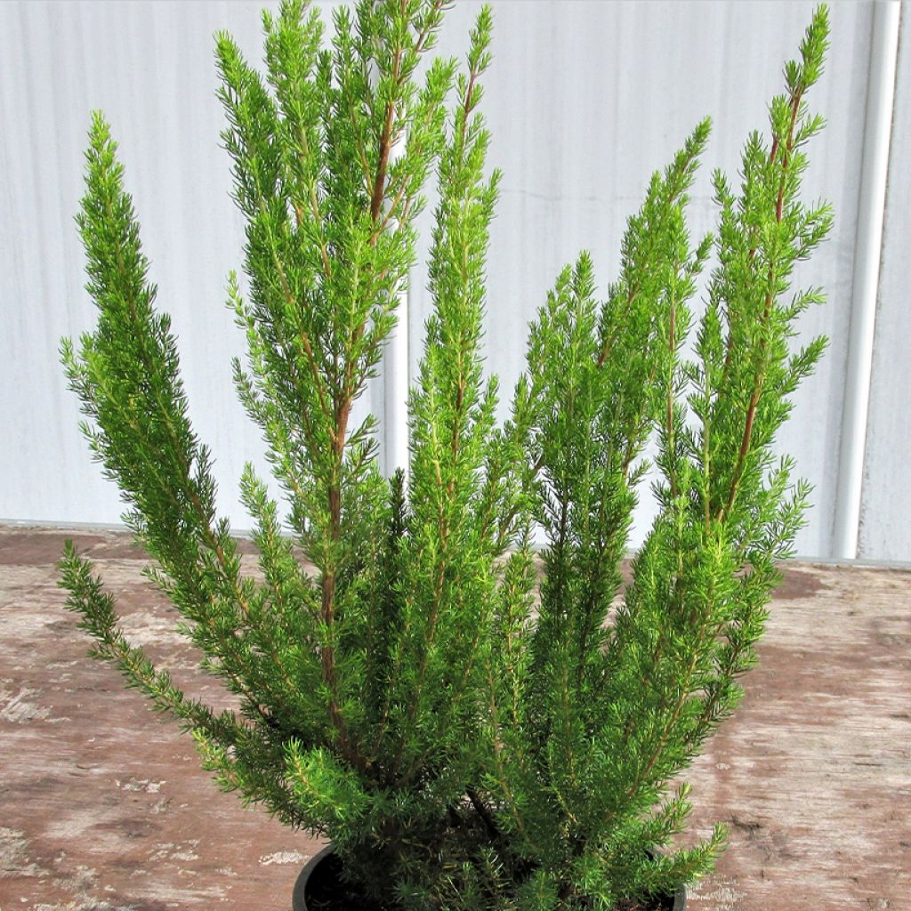 Erica arborea Alpina