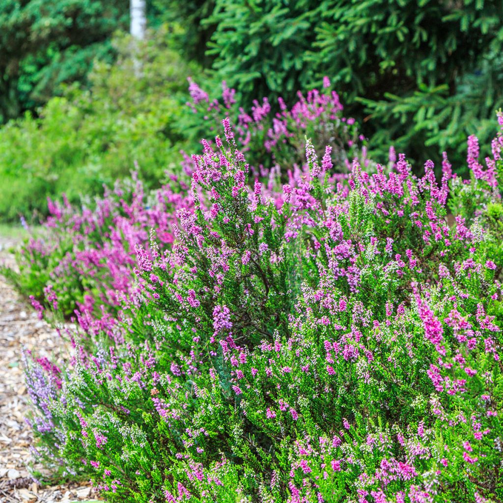 Erica carnea f. aureifolia Foxhollow