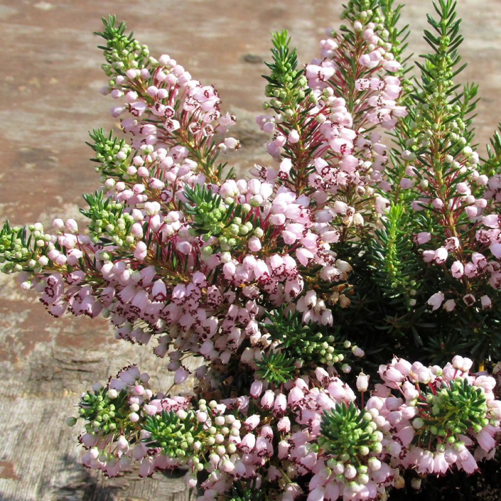 Erica vagans Holden Pink