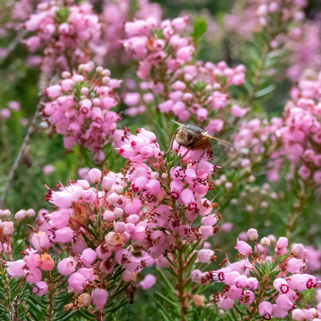 Erica vagans Pyrenees Pink