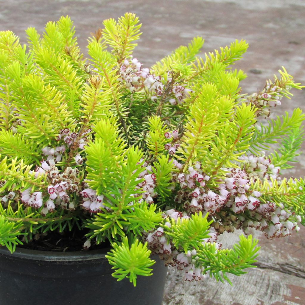 Erica vagans Yellow John