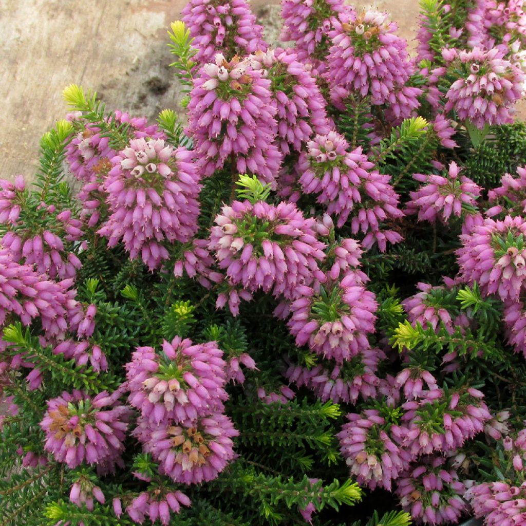 Erica williamsii P.D. Williams