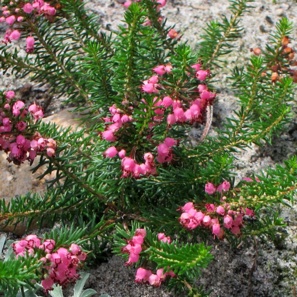 Erica vagans Mrs D.F. Maxwell