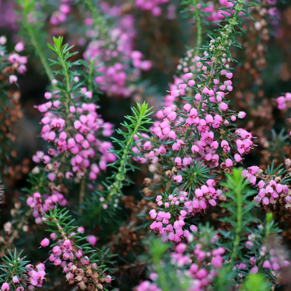 Erica vagans Mrs D.F. Maxwell