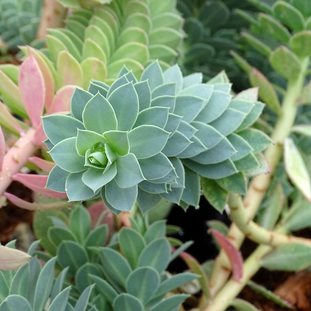 Euphorbia myrsinites - Euphorbe de Corse