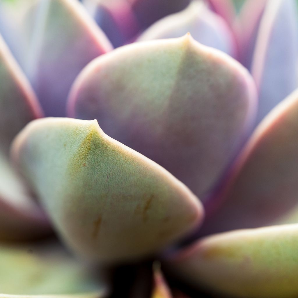 Echeveria Perle Von Nürnberg