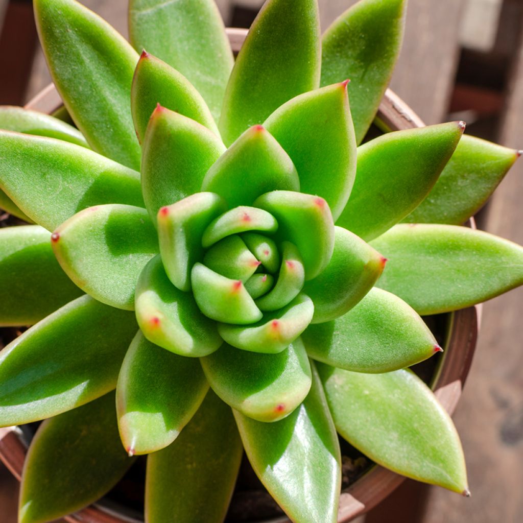 Echeveria agavoides