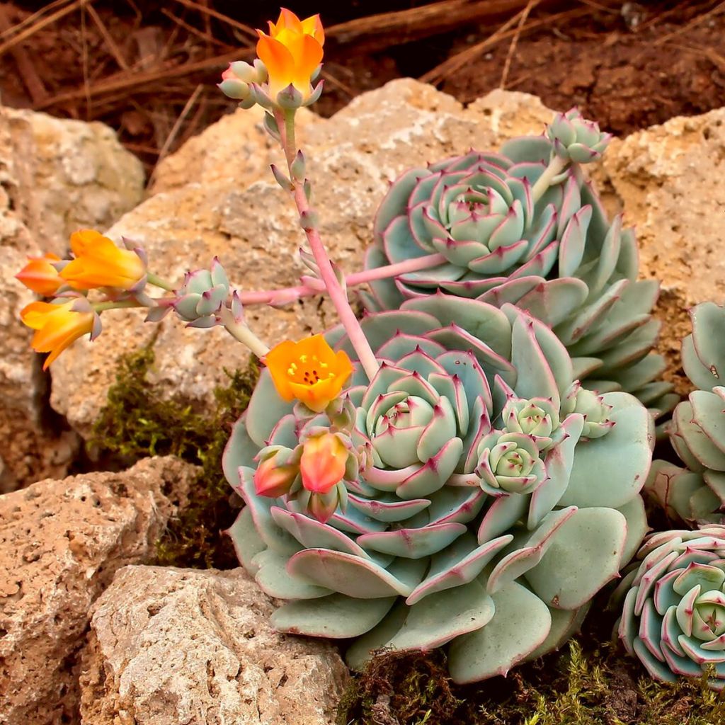 Echeveria derenbergii 