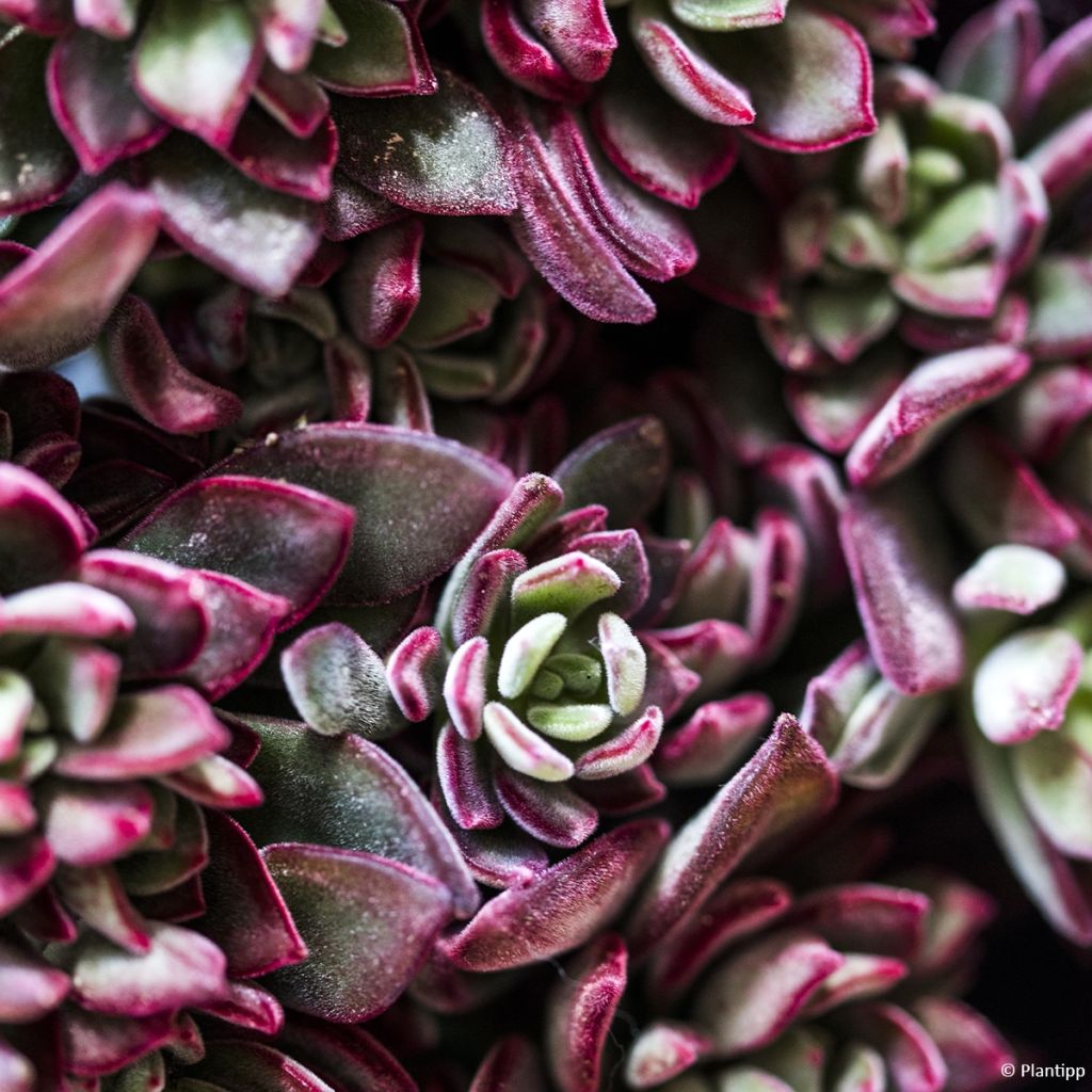 Echeveria hybride Devotion