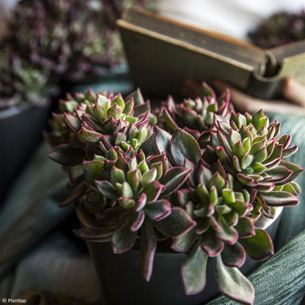 Echeveria hybride Devotion