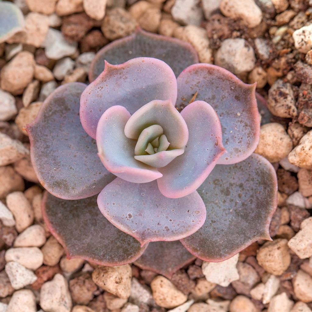 Echeveria lilacina - Echeveria fantasma