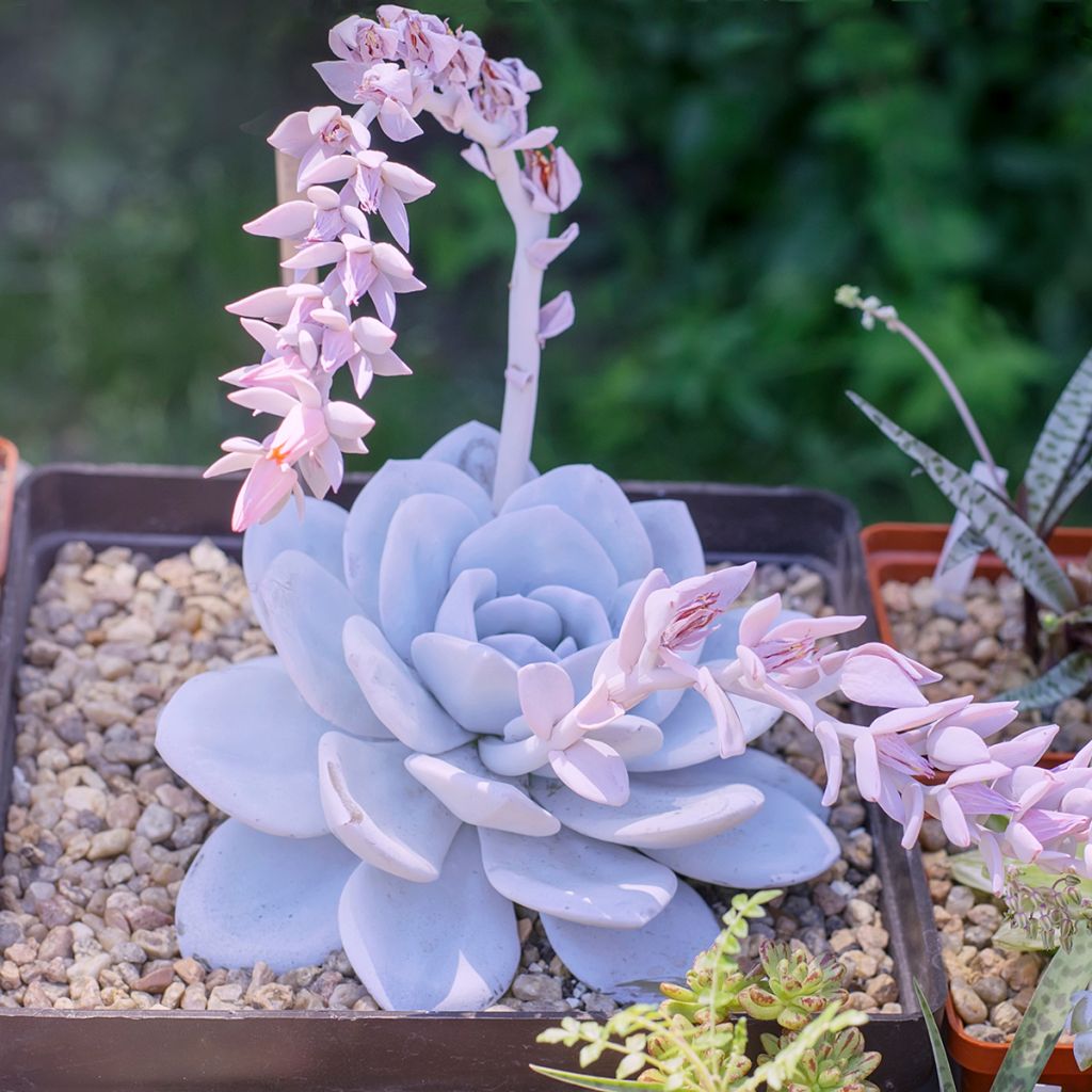 Echeveria lilacina - Echeveria fantasma